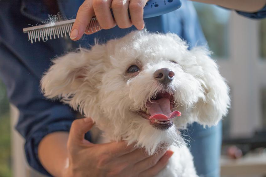 Pies rasy bolończyk bichon w czasie wizyty u fryzjera oraz jego cena i hodowla