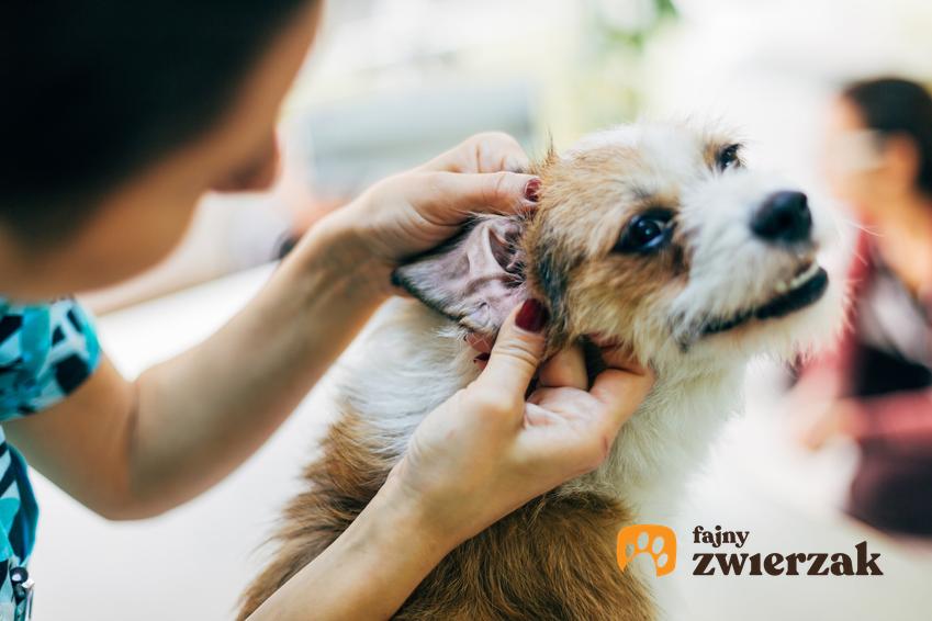 Pies podczas czyszczenia ucha, a także zapalenie ucha u psa, objawy i leczenie