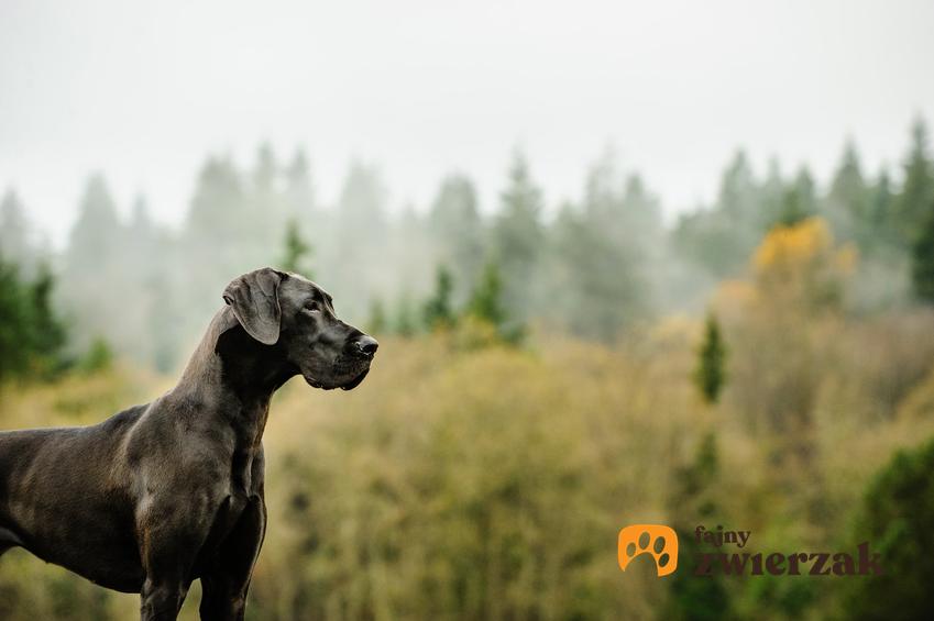 Pies rasy dog niemiecki na tle mgły i lasu, a także inne niemieckie rasy psów