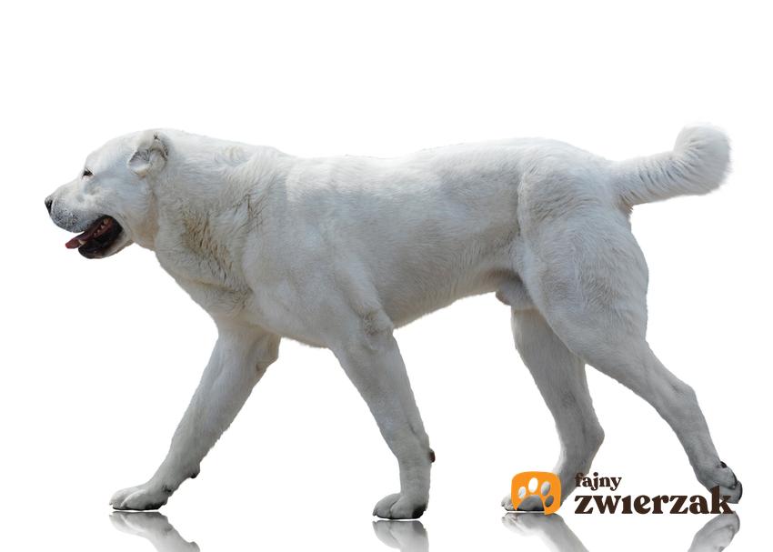 Pies rasy owczarek azjatycki na białym tle, a także jego charakter, usposobienie i hodowla