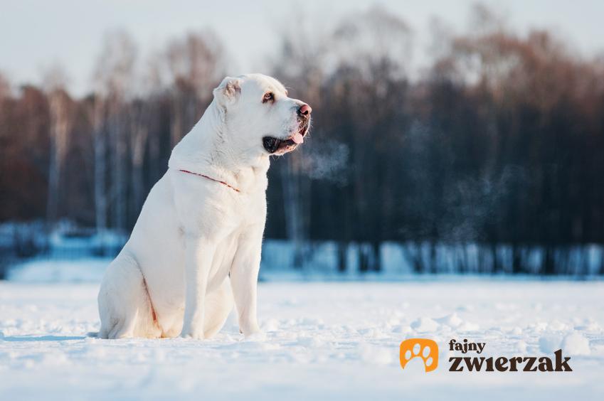 Pies rasy owczarek azjatycki siedzący na śniegu, a także jego charakter, usposobienie i hodowla