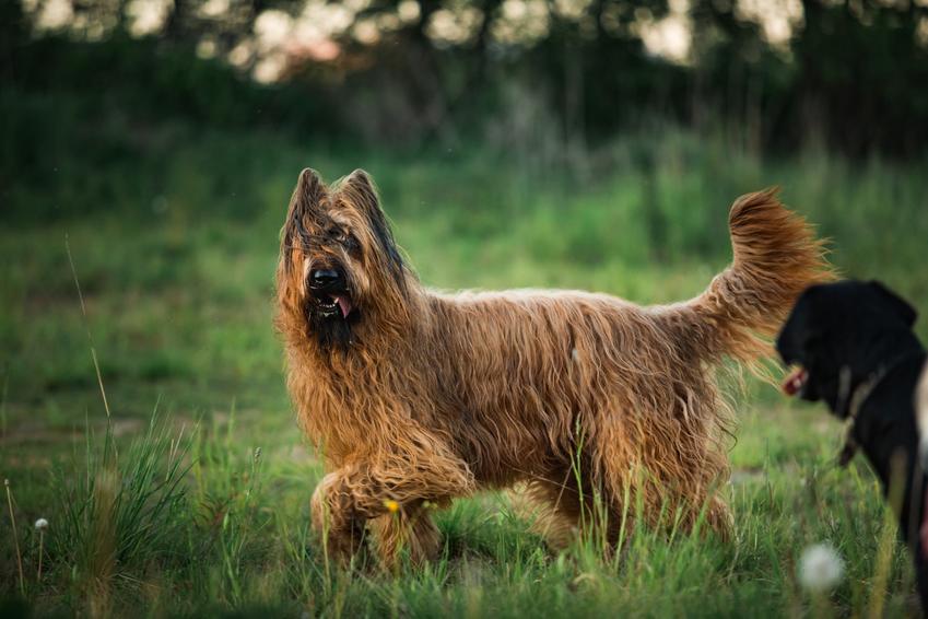 Pies rasy owczarek francuski pdczas spaceru, a także jego usposobienie, cena, hodowla i opinie