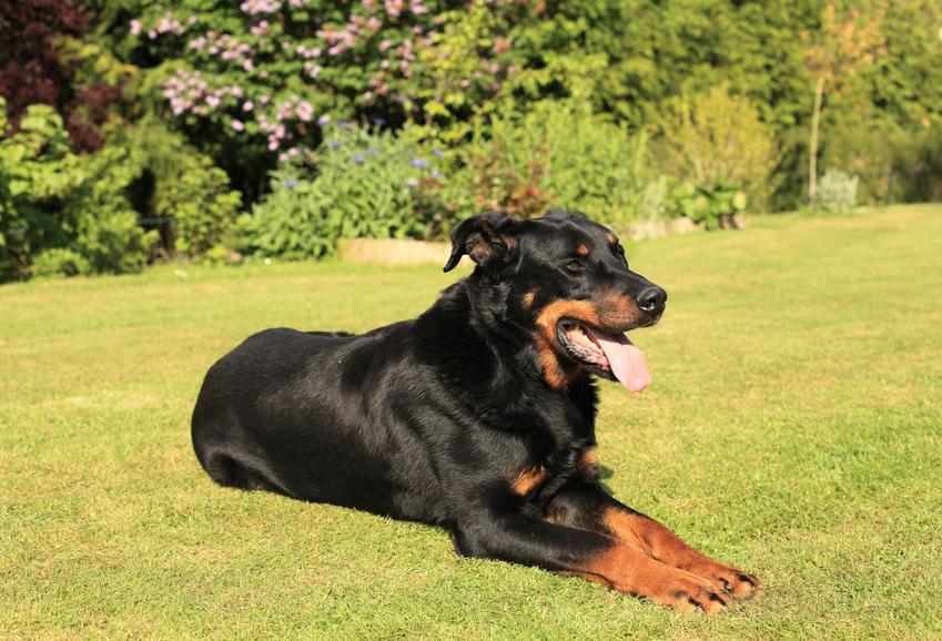 Pies rasy owczarek francuski siedzący na trawie, a także jego charakter, usposobienie i hodowla