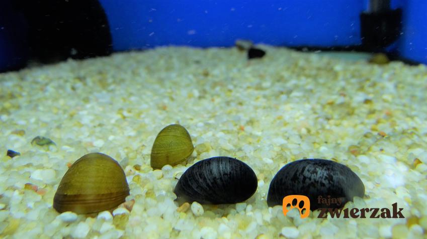 Ślimak Helmet to ciekawie wyglądający ślimak akwariowy żerujący przy dnie, na szybach oraz ozdobach akwariowych. Ślimaki te nie sprawiają problemów w hodowli.