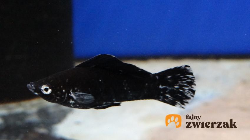 Czarna ryba akwariowa molinezja żaglopłetwa w akwarium, a także jej hodowla i wymagania