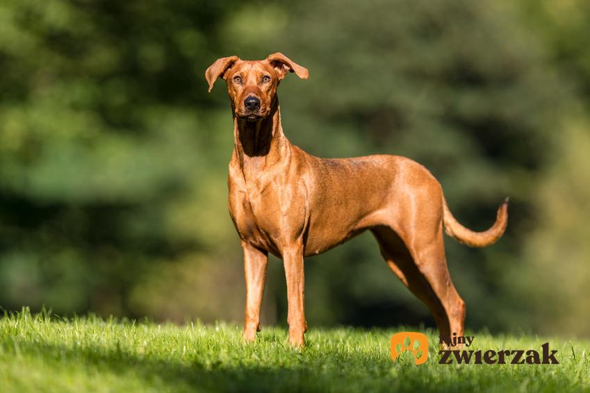 Pies rasy pies faraona na tle zieleni podczas spaceru, a także jego usposobienie i cena w Polsce