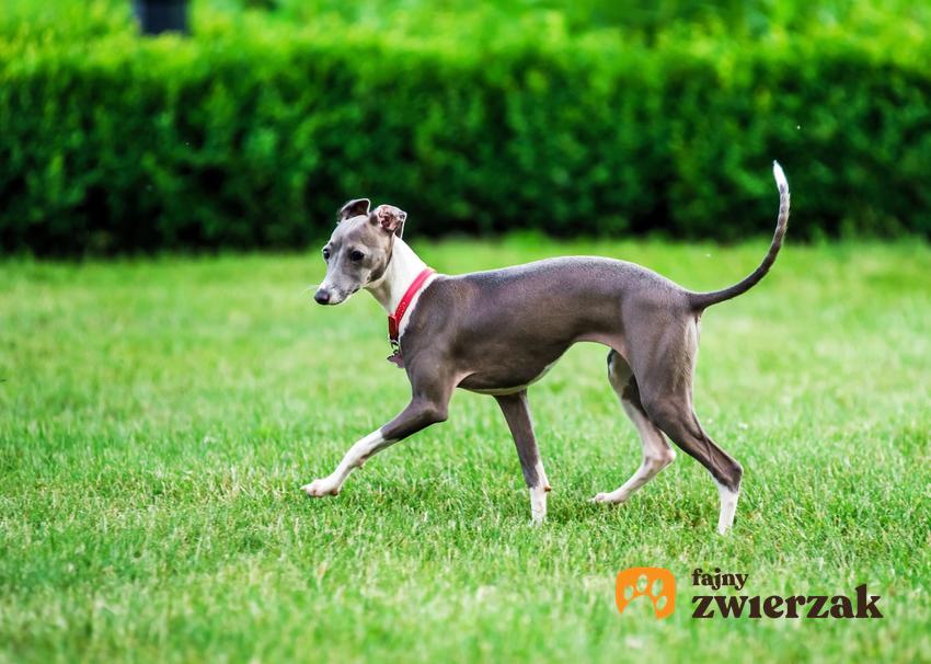 Pies rasy charcik włoski biegający po trawie oaz jego hodowla w Polsce i cena