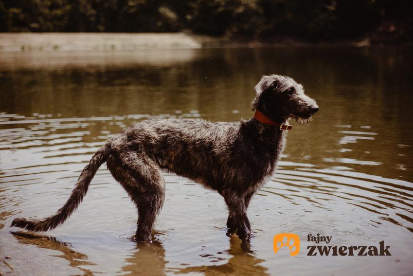 Pies rasy chart szkocki biegający po wodzie oraz jego hodowla w Polsce, cena i opis