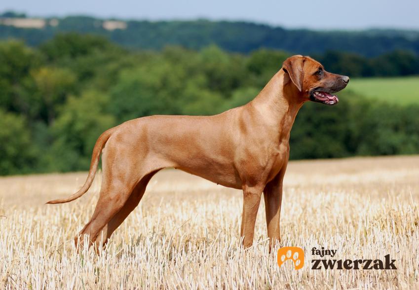 Pies rasy rhodesian ridgeback podczas spaceru czyli pies rodezjan, a także jego charakter, opis i cena