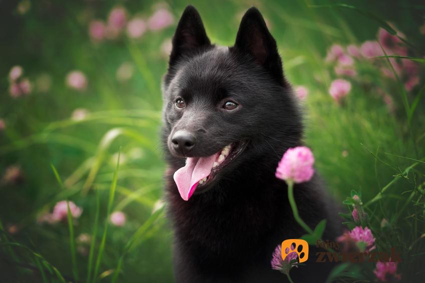 Pies rasy schipperker podczas spaceru na tle kwiatów, a także jego charakter, usposobienie i hodowla