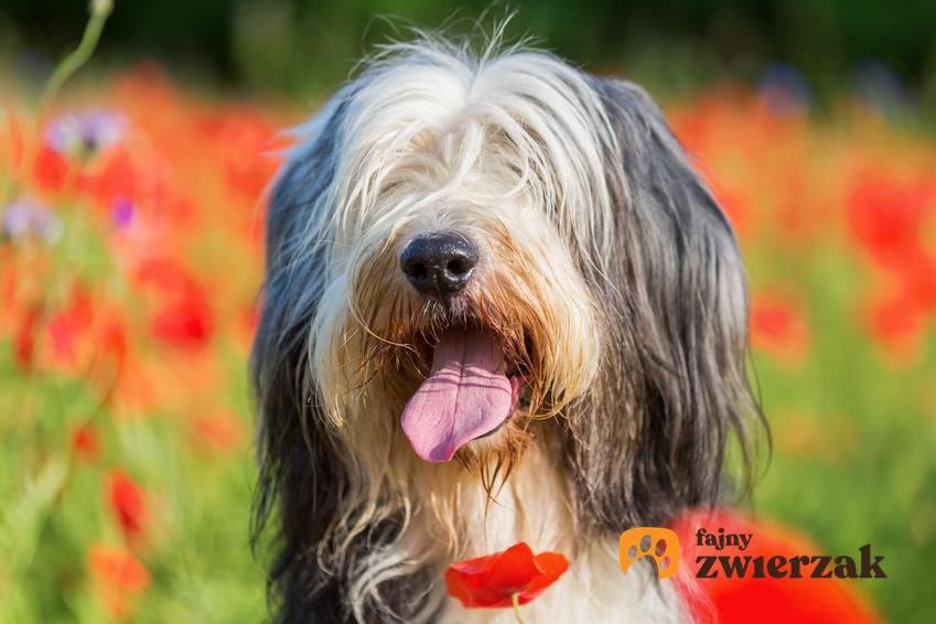 Pies rasybearded collie podczas spaceru na tle kwiatów, a także jego charakter, usposobienie i hodowla