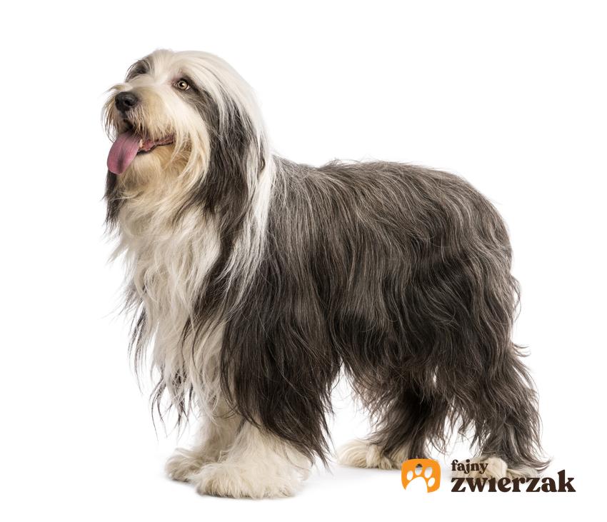 Pies rasy bearded collie na białym tle, a także jego charakter i cena