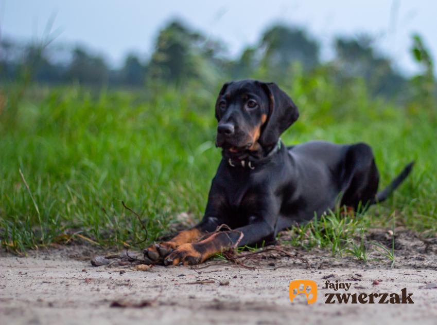 Pies rasy polski pies gończy z profilu na trawniku, a także jego charakter, wychowanie i cena