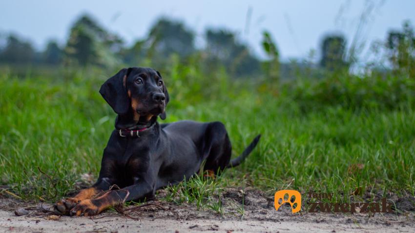 Pies rasy polski pies gończy siedzący na trawie, a także charakter gończego polskiego i usposobienie