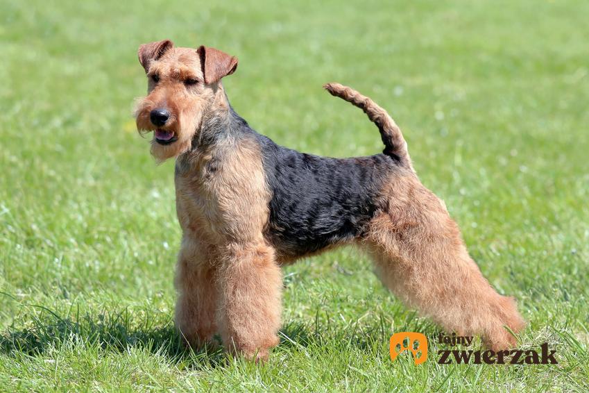 Pies rasy terier walijski z profilu na trawniku, a także jego usposobienie, wychowanie i cena