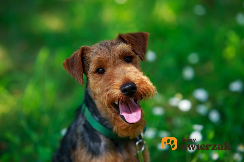 Pies rasy terier walijski na tle zieleni, a także jego charakter, wychowanie, hodowla i cena
