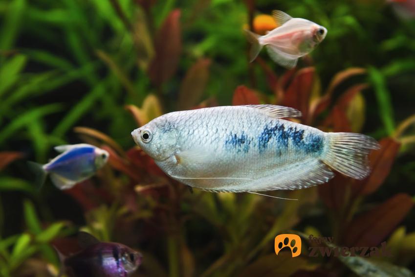 Ryba akwariowa gurami marmurkowe na tle roślin, a także jej wymagania i hodowla