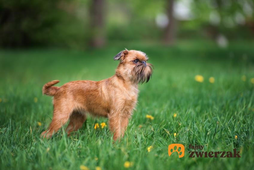 Pies rasy gryfonik brukselski podczas spaceru na trawie, a także cena gryfonika brukselskiego i hodowla w Polsce
