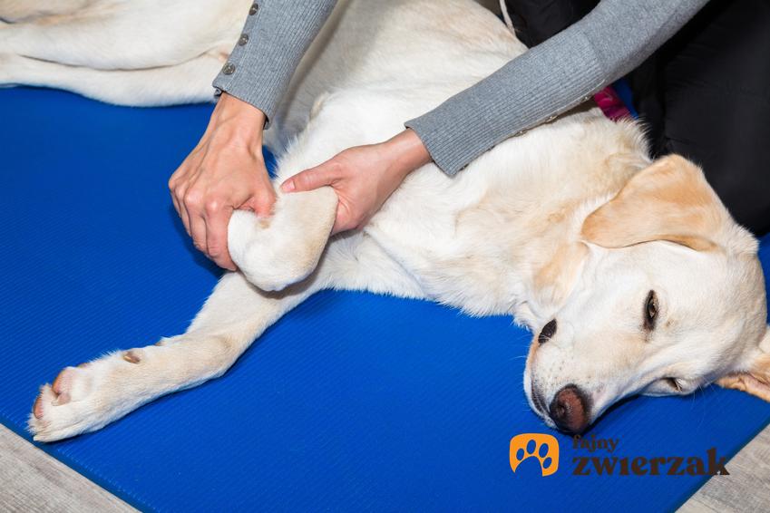 Pies lężący u weterynarza, a także dysplazja stawu biodrowego u psa i leczenie