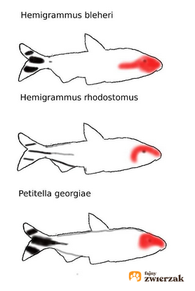 Ryba zwinnik blehera, hemigrammus bleheri w akwarium, a także jej wymagania i temperatura wody