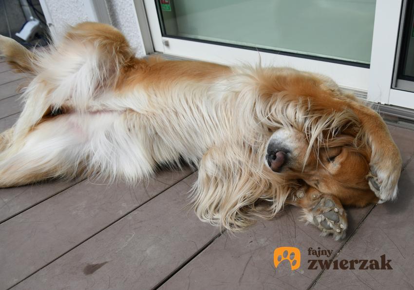 Pies leżący na tarasie, a także zapalenie żołądka u psa i kota i leczenie