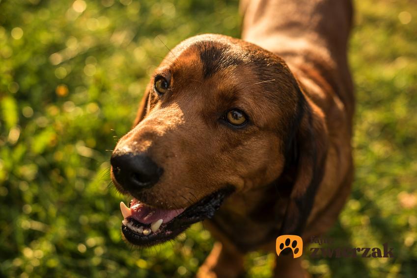 Pies rasy alpejski gończy krótkonożny podczas spaceru, a także jego usposobienie, cena i hodowla