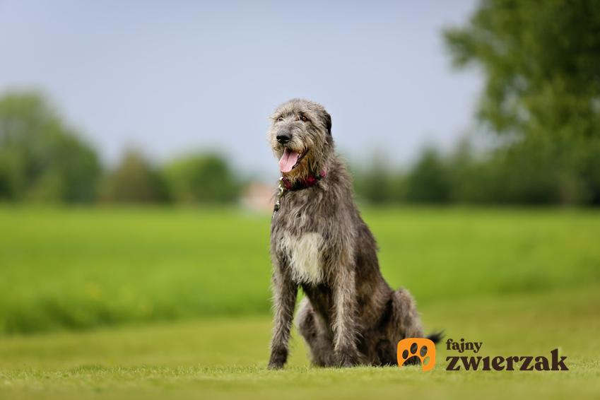 Pies rasy wilczarz irlandzki na siedzący na trawie a także cena wilczarza irlandzkiego i cena za szczeniaki