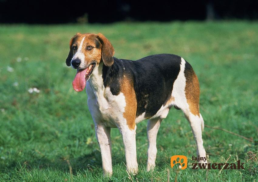 Pies rasy foxhound angielski na tle zieleni, a także jego charakter, cena za szczeniaki i hodowla