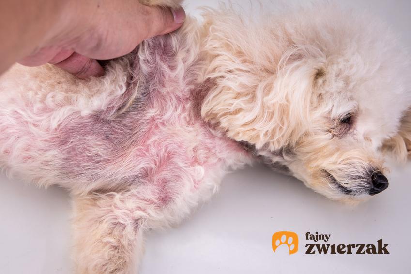 Pies leżący u weterynarza, a także krwotoczne zapalenie jelit u psa, objawy i leczenie