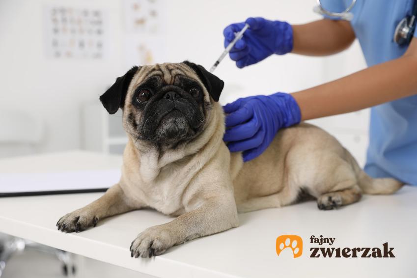 Pies podczas zastrzyku u weterynarza, a także krwotoczne zapalenie jelit u psa, objawy i leczenie