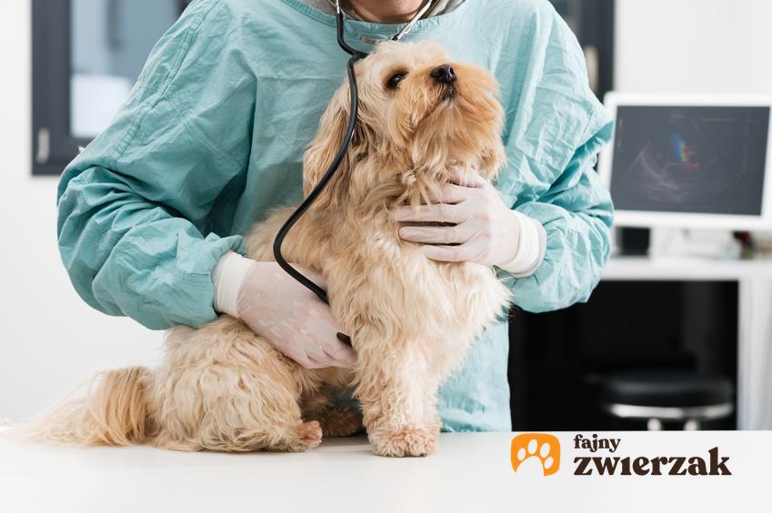 Pies u weterynarza na stole, a także przepuklina u psa, objawy i leczenie