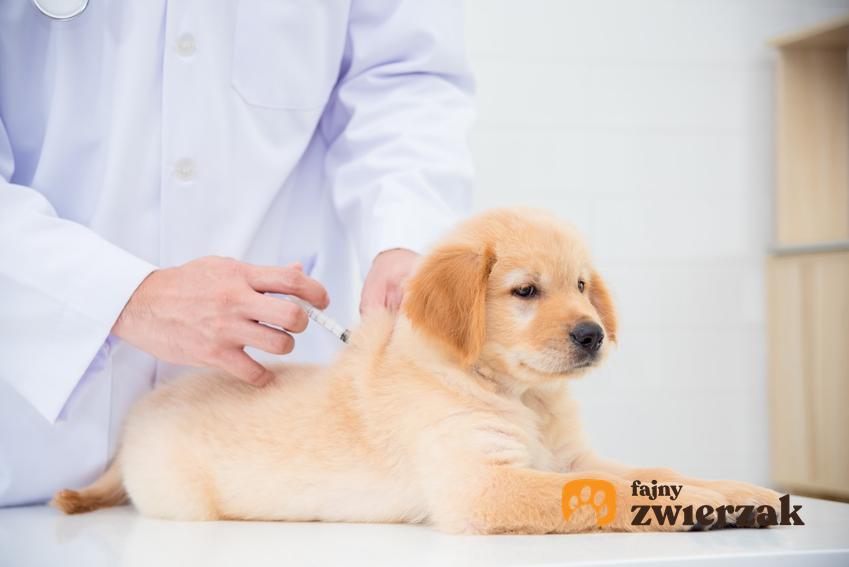 Pies podczas wizyty u weterynarza oraz przepuklina u psa, objawy, leczenie i kiedy operować