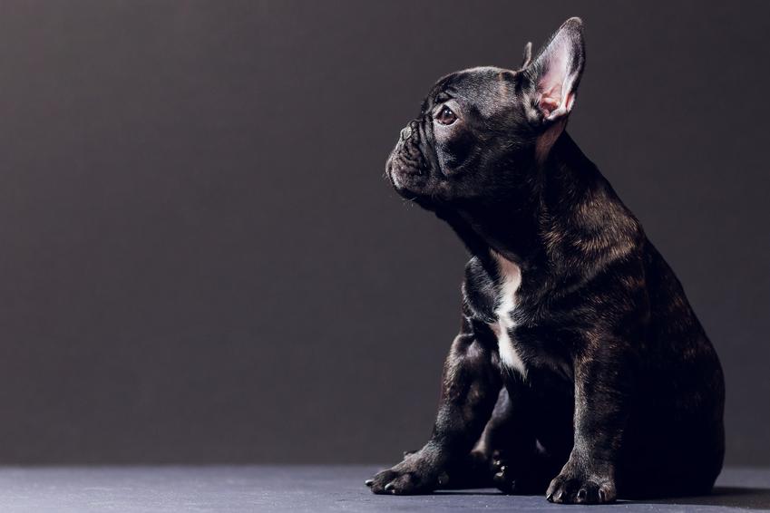 Pies rasy czarny buldog francuski na czarnym tle, a także jego charakter i hodowla