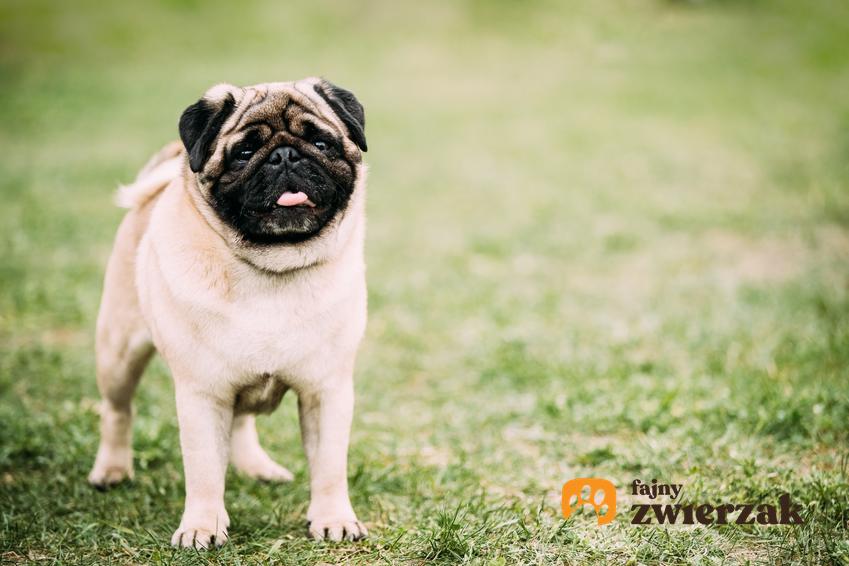 Psy rasy mops podczas spaceru na trawie, a także mopsy do adopcji i ogłoszenia