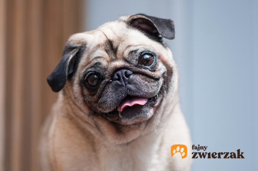 Pies rasy mops na zdjęciu portretowym, a także usposobienie i charakter mopsa