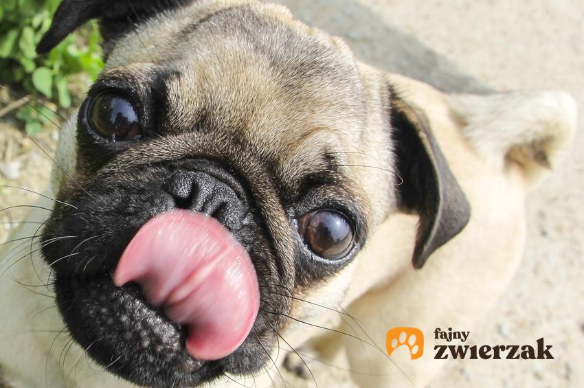 Pies rasy mops z językiem na wierzchu, a także polecana hodowla mopsa w Polsce