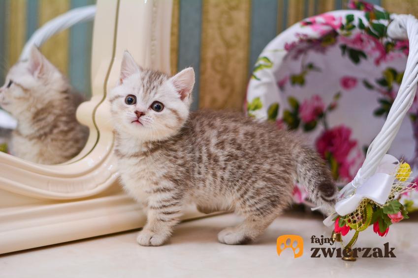 Mały kot z krótkimi łapkami, czyli kot munchkin, jego charakter, wychowanie i cena