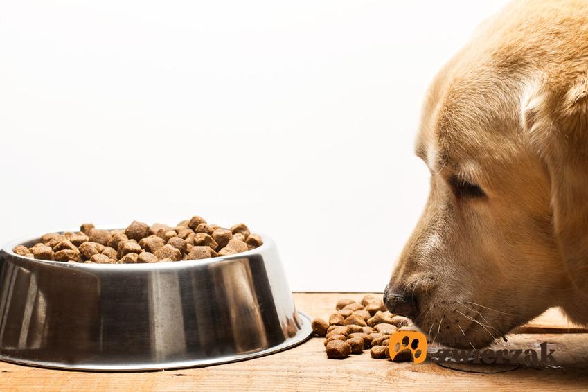 Pies jedzący karmę z miski, a także polecane wapno dla psa, wapń w diecie