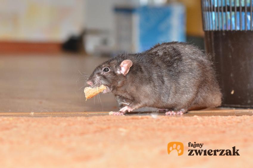 Szczur jedzący na podłodze w domu, a także porady i sposoby, jak pozbyć się szczurów