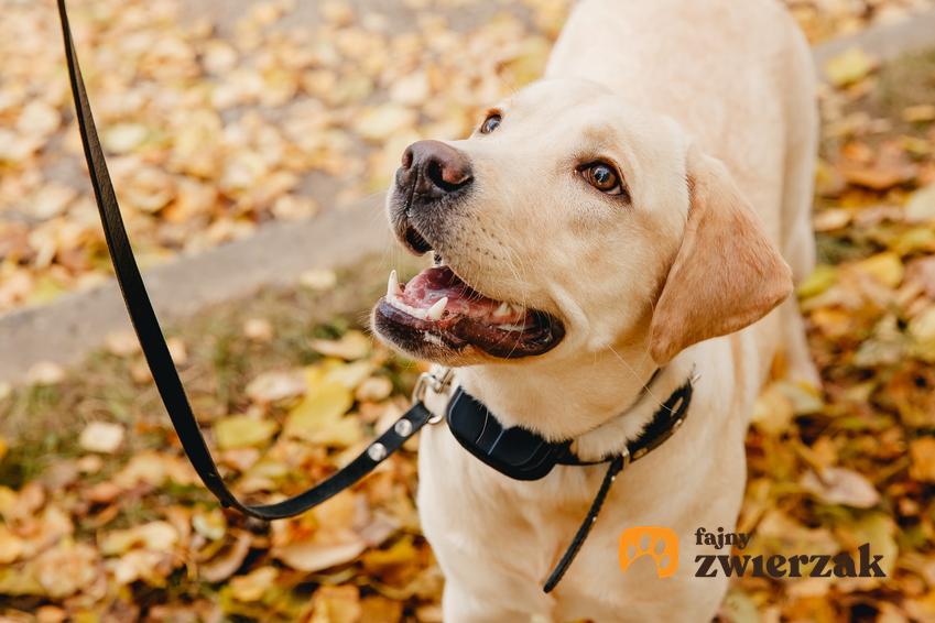 Собака на поводке на фоне листьев, а также ошейник электрический для собак, цены, модели