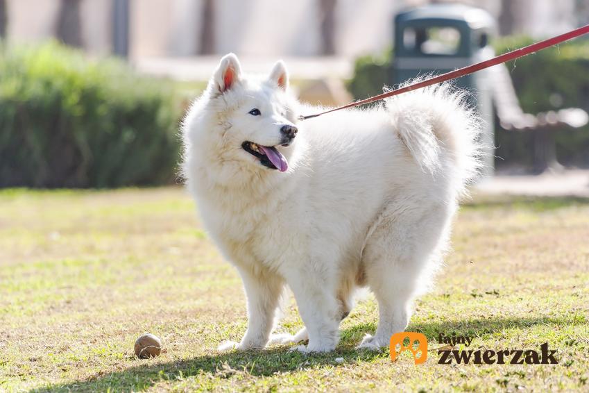 Biały pies podczas spaceru na smyczy, a także powody, dlaczego pies ciągnie na smyczy