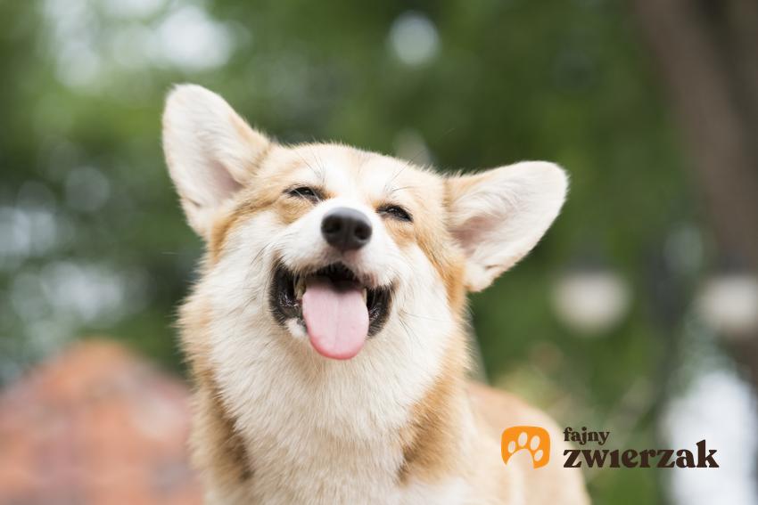 Pies z językiem na wierzchu podczas spaceru, a także porady jak nazwać psa