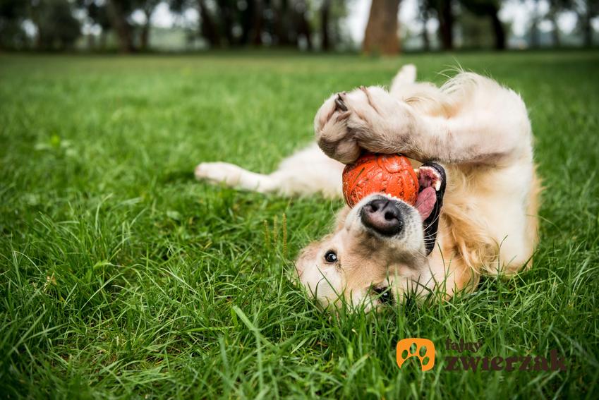 Pies bawiący się piłką na trawie, a także inspiracje, jak nazwać psa lub suczkę