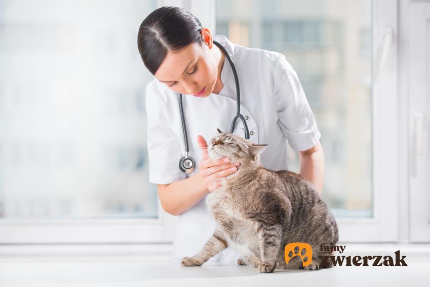 Kot u pani weterynarz, a także zapalenie trzustki u kota, objawy, leczenie rokowania