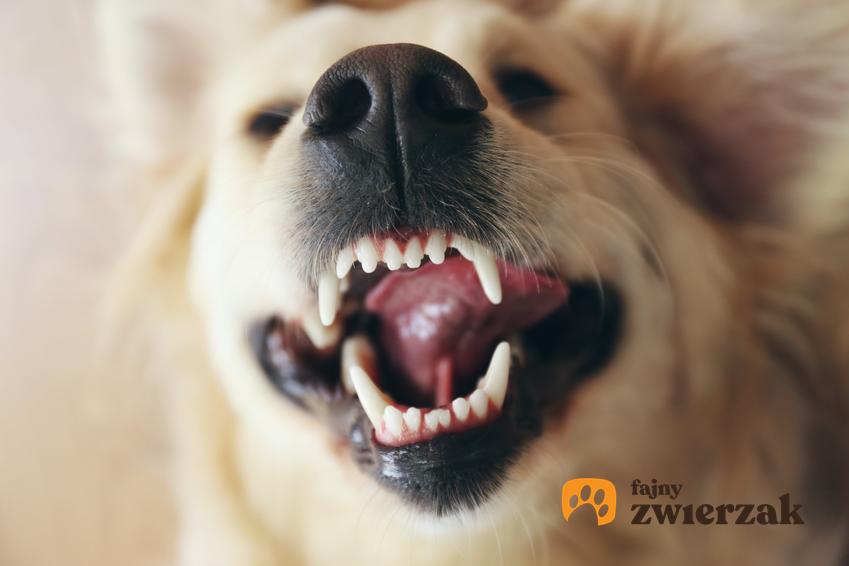 Pies z zębami na wierzchu, a także przetrwałe zęby mleczne u psa i u kota