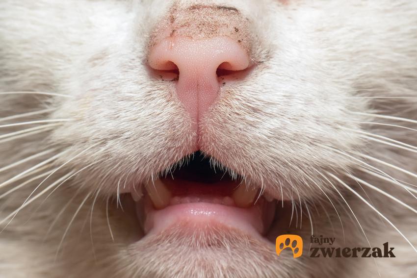 Zbliżenie na pyszczek kota i zęby oraz plazmocytarne zapalenie jamy ustnej i objawy