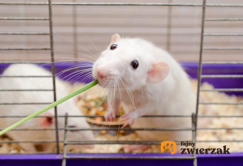 Białe szczury domowe w klatce, a także porady, co jedzą szczury, a czego mają nie jeść