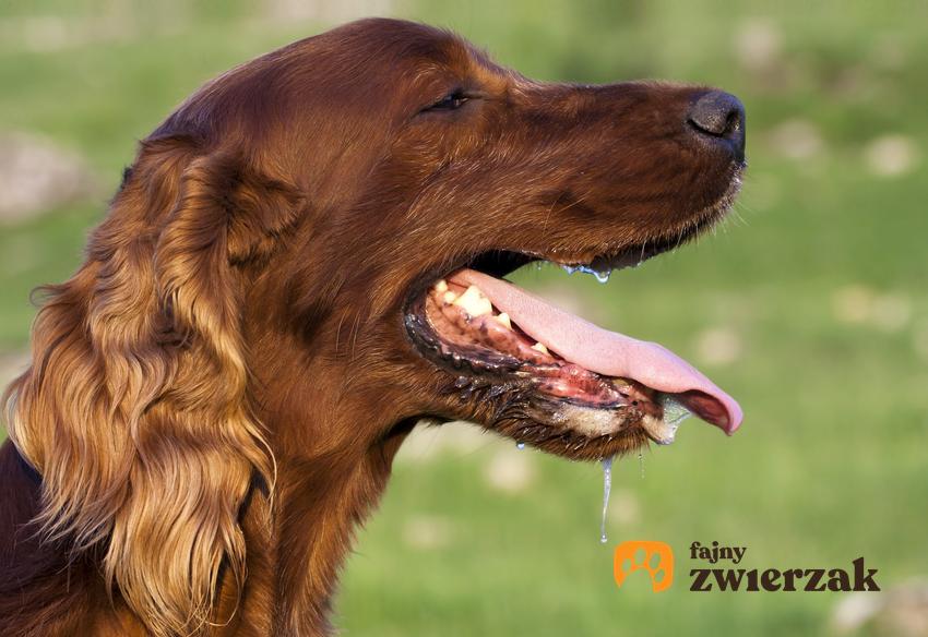 Pies śliniący się w ogrodzie na tle zieleni, a także ślinotok u psa i jego przyczyny