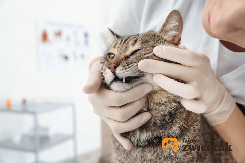 Kot podczas wizyty u weterynarza i kontroli zębów, a także choroby przyzębia u psa i u kota