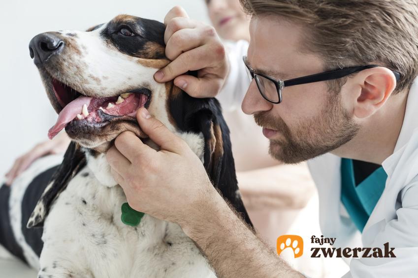 Pies podczas wizyty u weterynarza i kontroli zębów, a także choroby przyzębia u psa i u kota